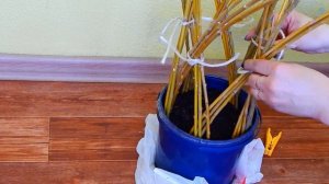 ПЛЕТЕНОЕ  ДЕРЕВО  ИЗ  ОБЫЧНОЙ  ИВЫ...УКРАШЕНИЕ  В  САД..