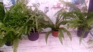 Папоротники.