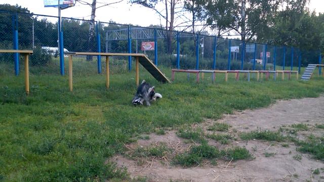 Новая подружка - лайка смотреть онлайн