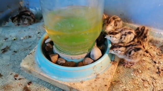 Итоги инкубации, кормление перепелов от 0 дней смотреть онлайн