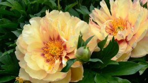 Пионы ИТО гибриды. Самые красивые сорта.