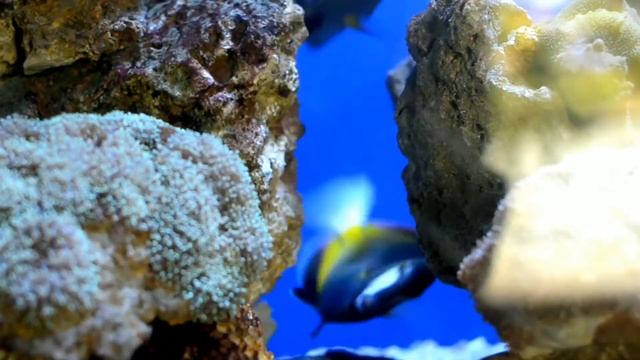 УРОКИ РУССКОГО ЯЗЫКА* 3 КЛАСС* СЛОВАРНЫЕ СЛОВА* смотреть онлайн