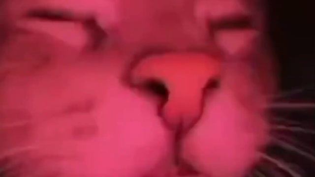 Холдик любит сундуки (Remix) @holdik #brawlstars смотреть онлайн