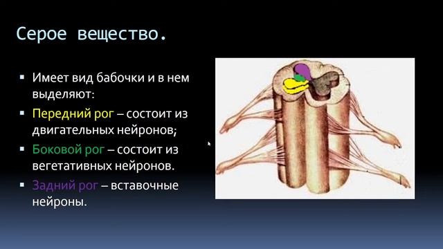 2. Функциональная анатомия спинного мозга.