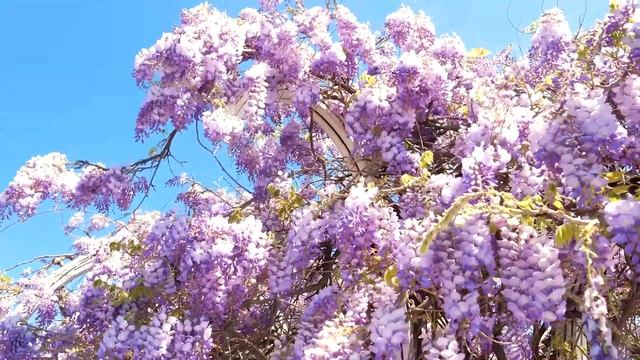 Глициния цветет в Ялте. Это надо видеть своими глазами смотреть онлайн