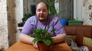 Гербера уход в домашних условиях