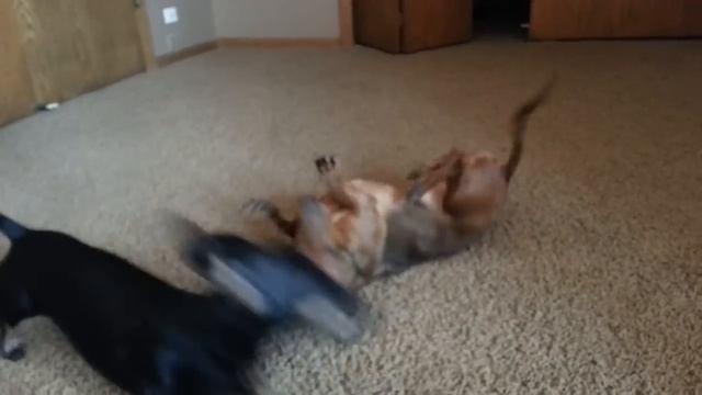 wiener dog fight gone terribly wrong смотреть онлайн