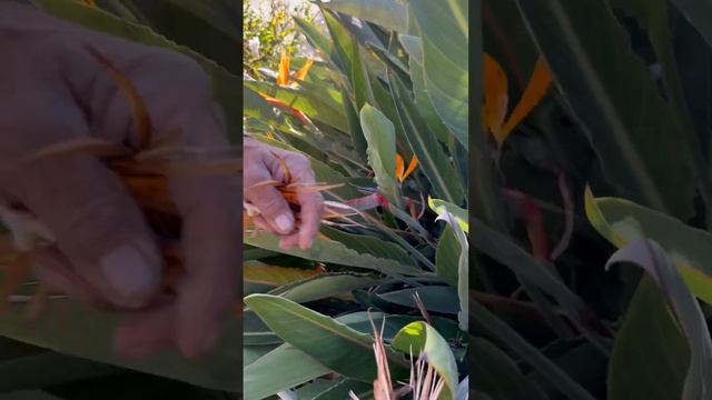 Bird of Paradise Clean-Up Can Happen Anytime!#prunewithme #bop #resolutions #happynewyear смотреть онлайн
