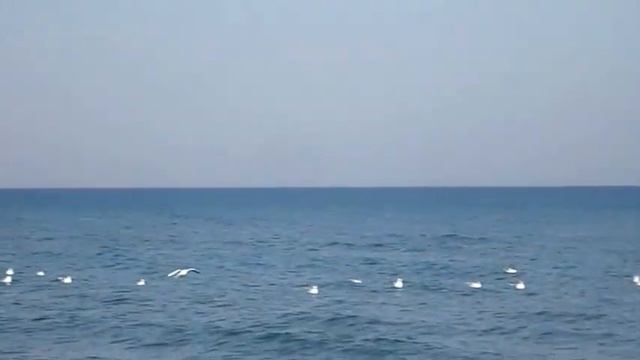 КИПР ЛАРНАКА. ЧАЙКИ И МОРЕ смотреть онлайн