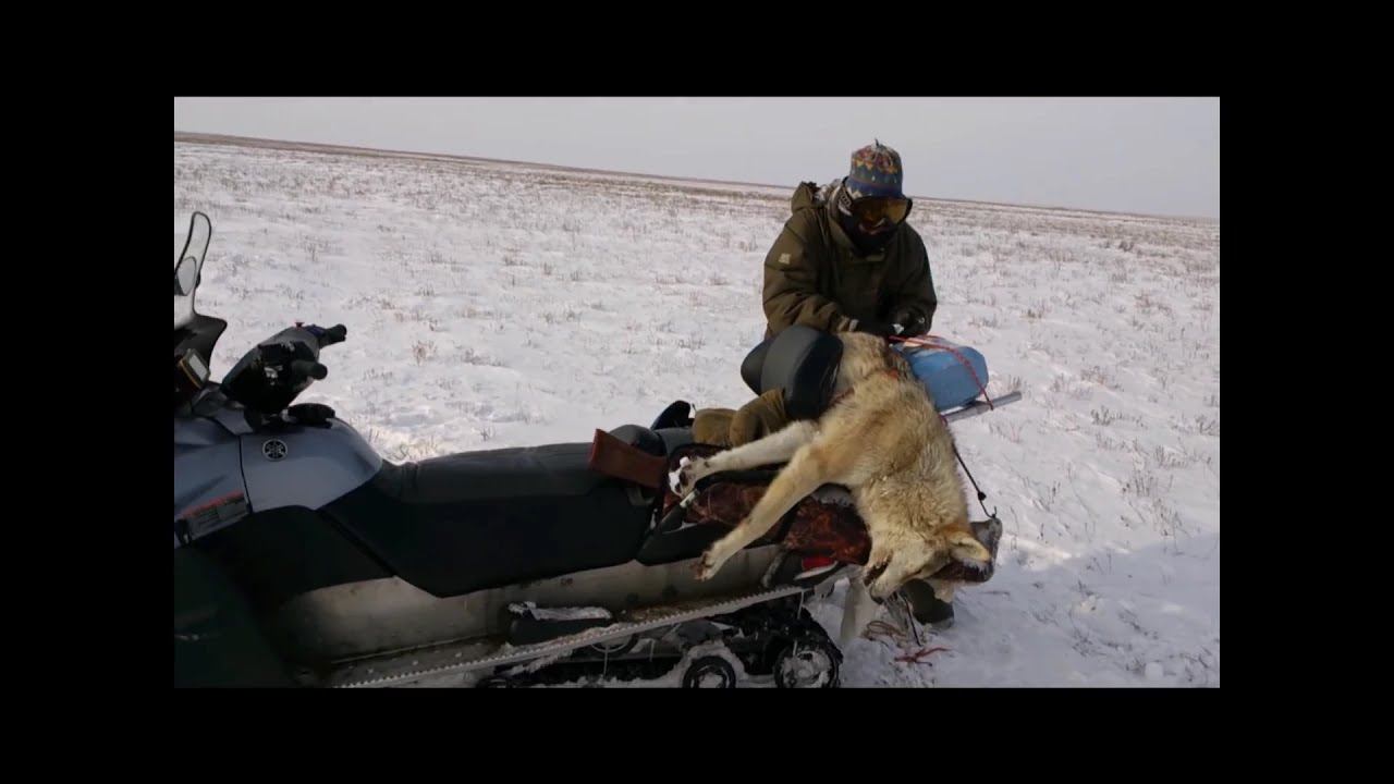 Охота на волков 2014 .волк напал на корову смотреть онлайн