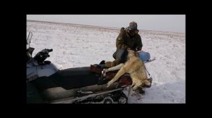 Охота на волков  2014 .волк напал на корову