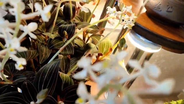 Лудизия - драгоценная орхидея. смотреть онлайн