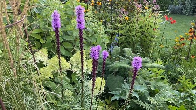 Liatris spicata: füzéres díszcsorba смотреть онлайн