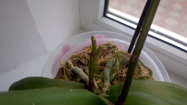 Просто фаленопсис смотреть онлайн