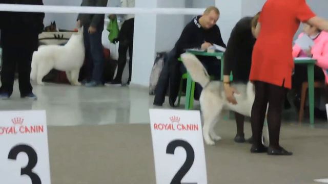 Кобели класс чемпионов Тахо. Моно, Челябинск 16.10.2016 смотреть онлайн