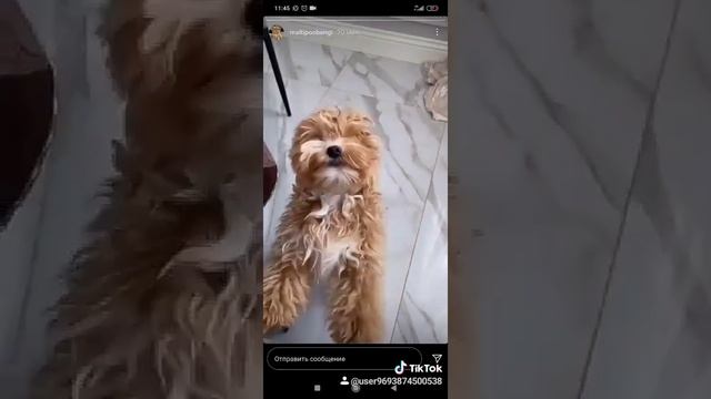мальтипу Ф1 малыш Бенджи смотреть онлайн