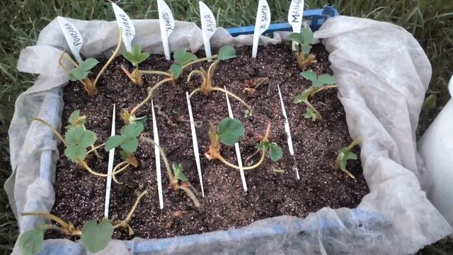 Клубника фриго, посадка. Как сохранить рассаду? смотреть онлайн