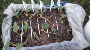 Клубника  фриго, посадка. Как сохранить рассаду?