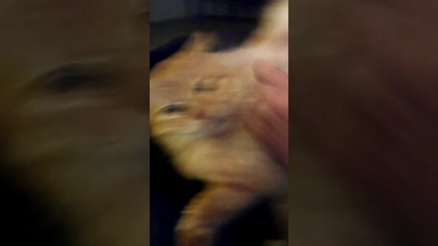 стрижом кота машинкой для волос смотреть онлайн