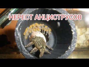 НЕРЕСТ АНЦИСТРУСОВ И УХОД ЗА МАЛЬКАМИ