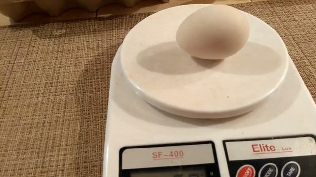 Когда курица снесет первое яйцо??/When Will The Chicken Lay The First Egg ??