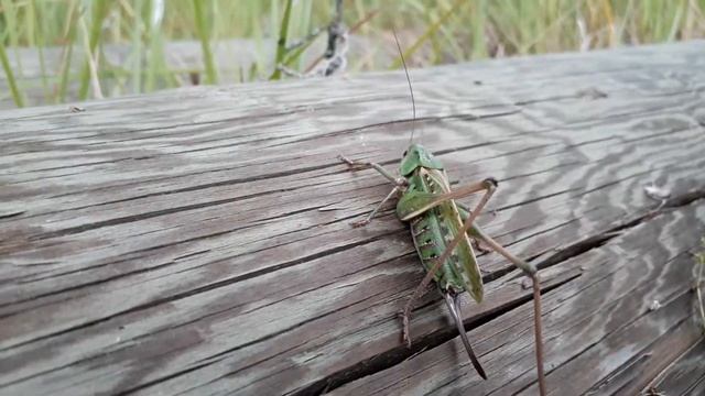 Кузнечик. Чем отличается от кобылки? смотреть онлайн