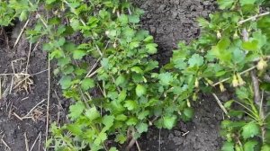 Как правильно сажать Крыжовник//Саженцы Крыжовник Донецкий зелёный, Розовый круглый