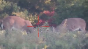 Ночной прицел + Дневной прицел = ATN X SIGHT 2 HD 3 14x и 5 20x