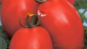 Томат сливовидный Беннито (bennito) ? томат Беннито обзор: как сажать семена томата Беннито