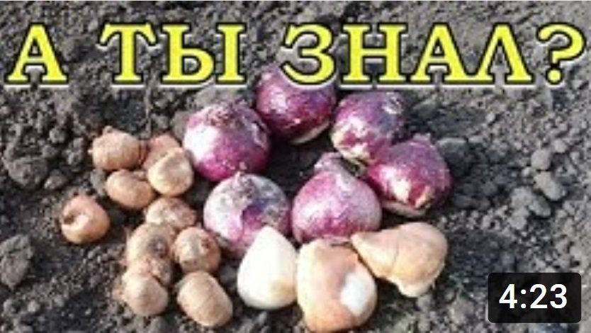 Какие ЦВЕТЫ посадить ОСЕНЬЮ???? смотреть онлайн