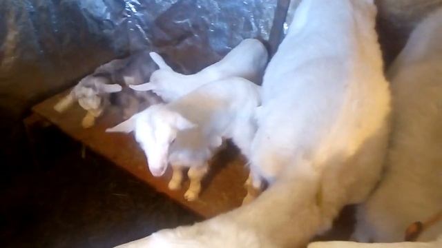 ЦЕНЫ НА КОЗЛЯТ? И НЕМНОГО О ДАРМОЕДАХ!