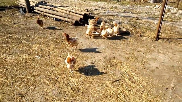 Купила кур несушек// Линька у кур // Чем кормить и чем поить, чтобы сократить срок линьки.