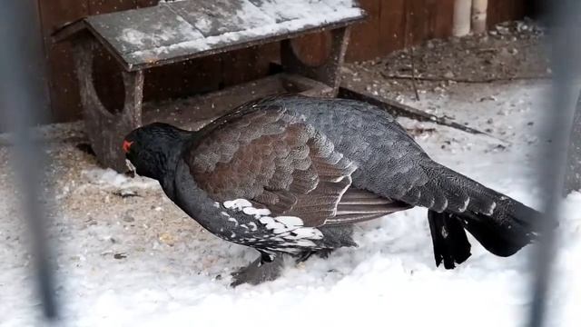 Глухариная семья из зоопарка смотреть онлайн