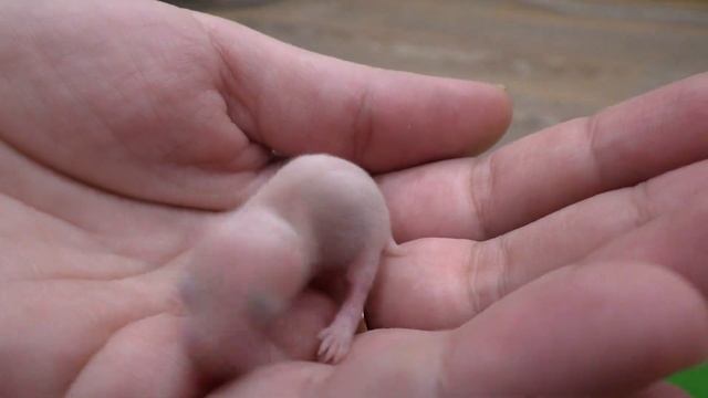 КОГДА МОЖНО БРАТЬ ХОМЯЧКОВ НА РУКИ ????? ПРИНЯЛА КАК РОДНОГО!!! смотреть онлайн