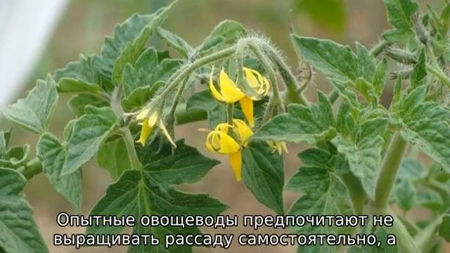 Томат Инжир: розовый характеристика и описание сорта смотреть онлайн