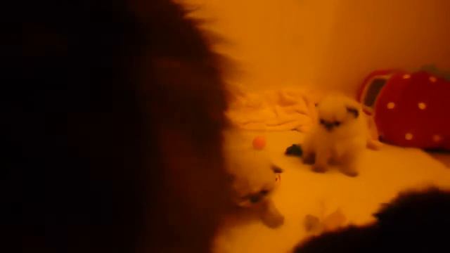 Petunia's 3 Week Old Kittens Playing And Walking May 4 2016