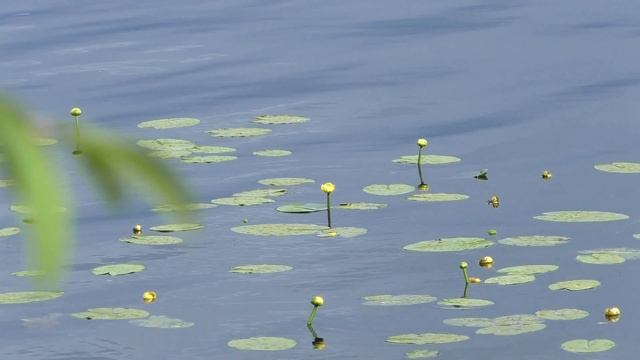 кубышка на воде смотреть онлайн