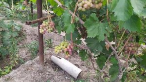 Форма винограда Мальчик Спальчик ,Калугина .В.М. на 6.августа 2022 года