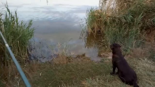 Азарт рыбалки/The excitement of fishing смотреть онлайн