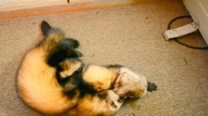 Спаривание хорьков