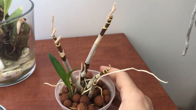 ΟΡΧΙΔΕΕΣ ΚΑΙ Ο ΜΑΓΙΚΟΣ ΤΟΥΣ ΚΟΣΜΟΣ ! MILTONIOPSIS & DENDROBIUM BERRY ODA смотреть онлайн