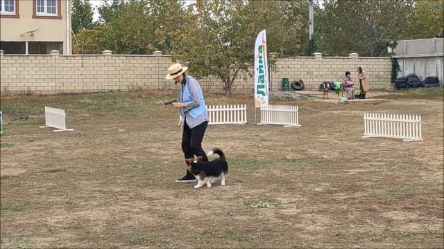 Лапина Марго и корги Яша Щеночки смотреть онлайн