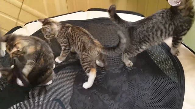 котята кушают и играют смотреть онлайн