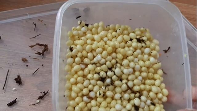 УЛИТКА АХАТИНА ОТЛОЖИЛА ЯЙЦА⬇⬇⬇/ОГРОМНАЯ КЛАДКА ЯИЦ?????/ЧТО БУДУ ДЕЛАТЬ? смотреть онлайн