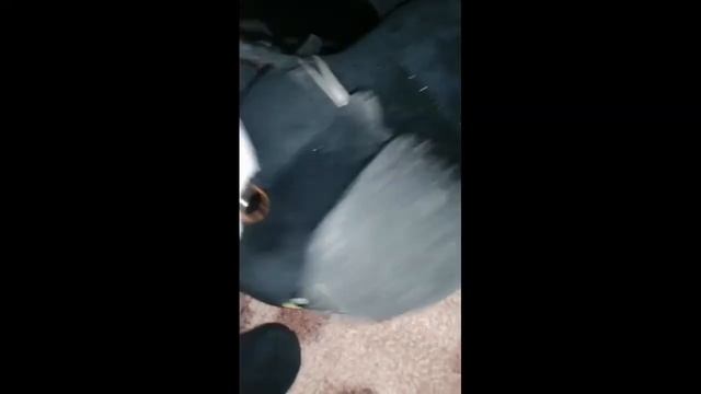 вызываем Чеширского кота смотреть онлайн