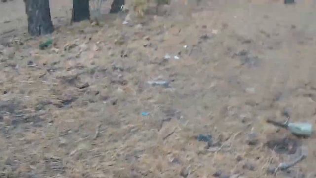Пушистая серая белка. Кормление белок Парк Танаис Воронеж короткое видео часть 3 смотреть онлайн