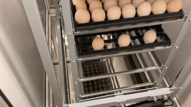 НОВЫЙ режим инкубации бройлерного яйца / Заложила три битых яйца! смотреть онлайн