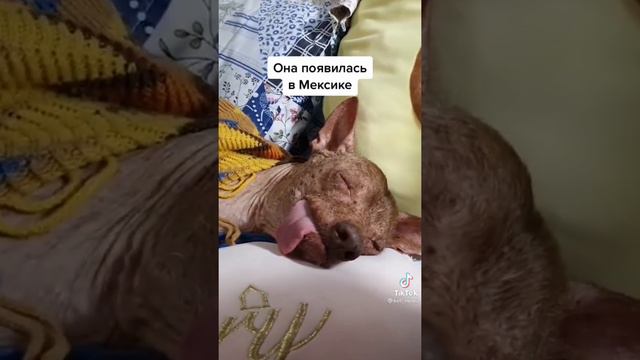 у песека всегда высунут язык смотреть онлайн