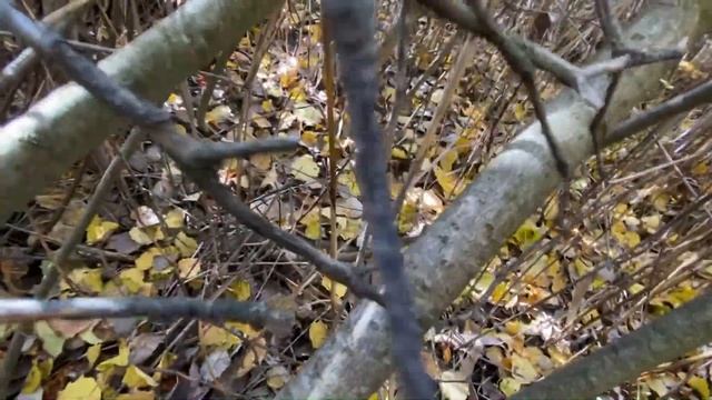 БЕЛЫЙ ГРИБ ГИГАНТ!!! МАСЛЯТА ПОШЛИ МАССОВО | ОСЕНЬ 2021 смотреть онлайн