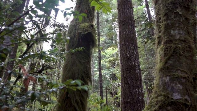 California: 1 Day In Redwood National & State Parks | Drive-Thru Tree, Avenue Of The Giants, & MORE